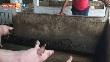 بعد كورونا.. الصين تسجل حالتي حمى خنازير أفريقية